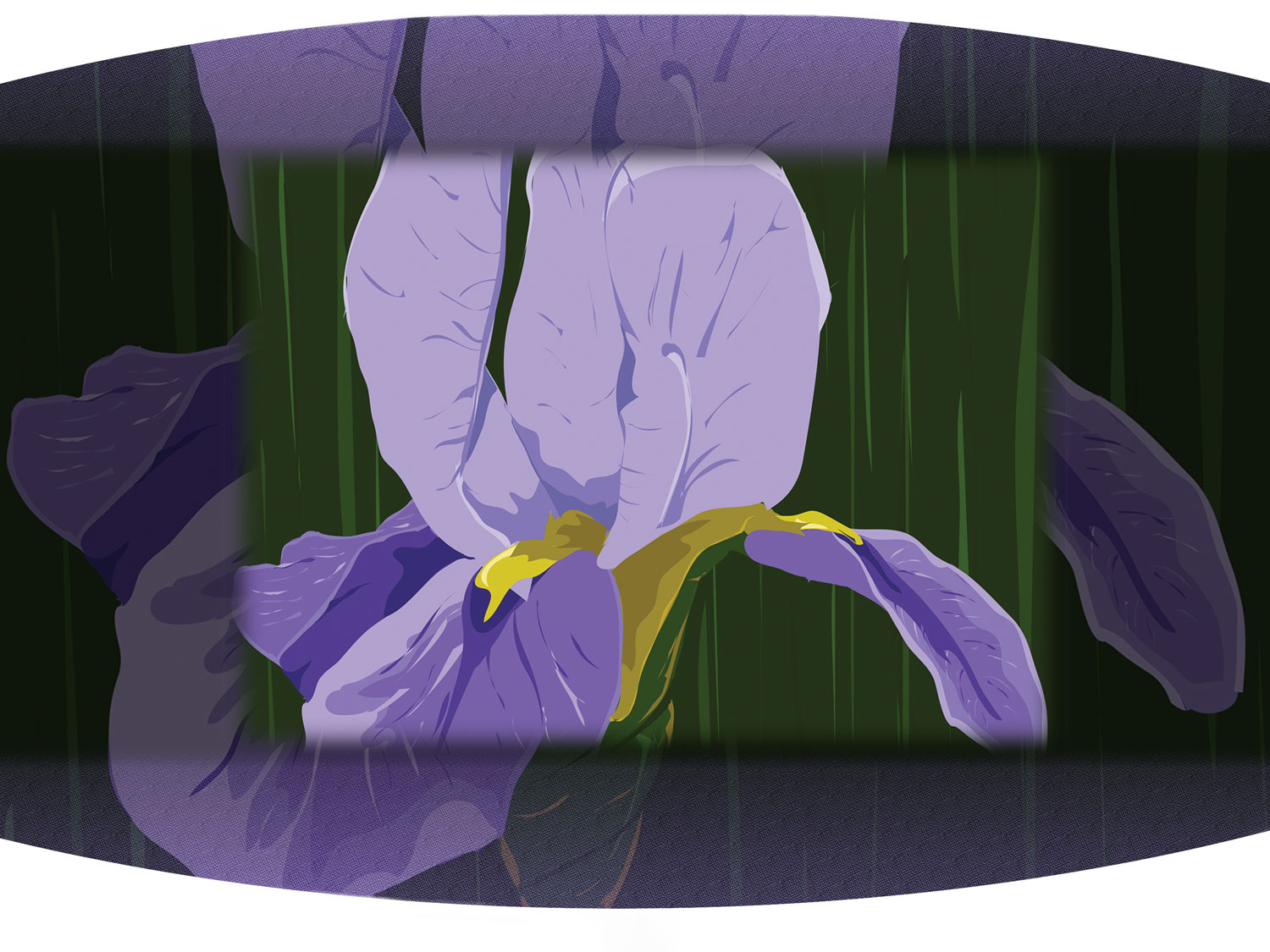 Custom Illustration of a purple iris flower