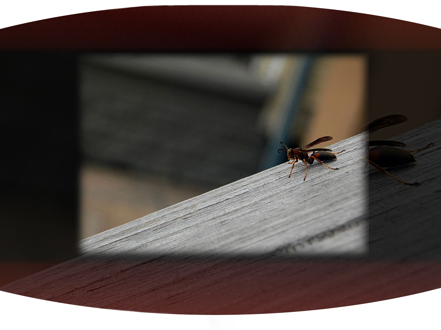 Macro shot of a wasp sitting on wooden stairs