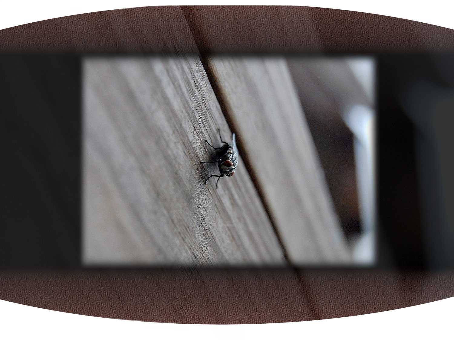 Macro shot  of fly in focus landing on a wood beam